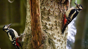 <p>A mating pair of great spotted woodpeckers arrive at the nest at the same time while they continuously feed their chick inside a tree trunk. Picture: Ben Birchall/PA Wire</p> <p>A mating pair of great spotted woodpeckers arrive at the nest at the same time while they continuously feed their chick inside a tree trunk. Picture: Ben Birchall/PA Wire</p>