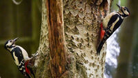 Nesting woodpecker