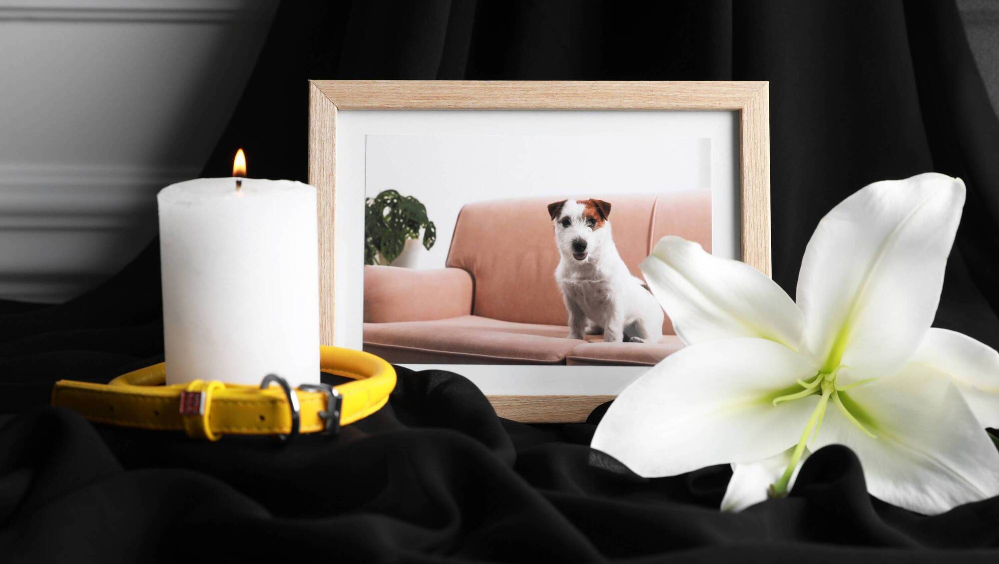 'There is a stigma around pet loss but that grief needs to be acknowledged by society'