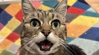 David O'Mahony: What 325k people looking at photos of my cat showed about our desire for connections