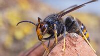 Asian hornet from Catalonia - portrait