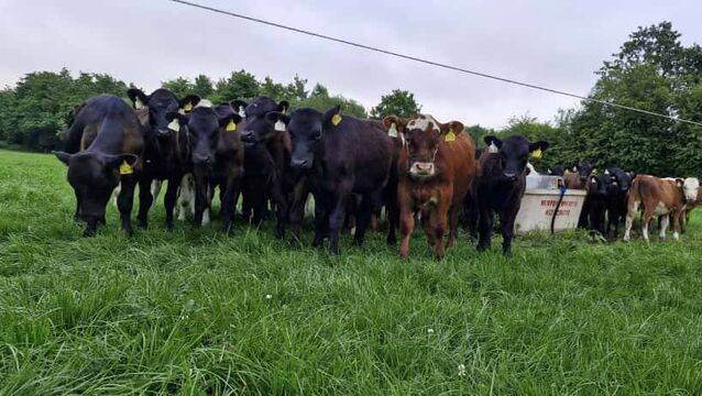 <p>Participating farmers in the CAP Strategic Plan Dairy Beef Welfare Scheme will begin receiving their payments with the scheme supporting 299,839 dairy beef calves.</p>