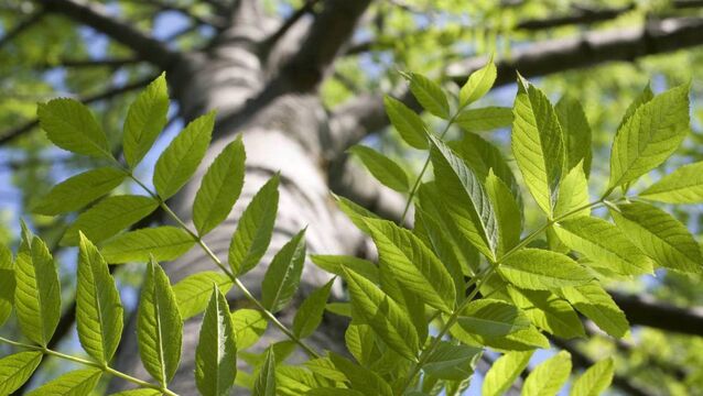 <p>The Forestry Knowledge Transfer Group Scheme aims to promote active, sustainable forest management by building forest owners’ knowledge, awareness and decision-making capacity to support the management of their forests. </p>