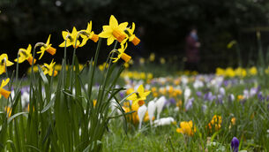 <p>The first signs of spring emerge in budding flowers, at St Stephens Green, Dublin. Picture: Sam Boal/Collins Photos </p> <p>The first signs of spring emerge in budding flowers, at St Stephens Green, Dublin. Picture: Sam Boal/Collins Photos </p>