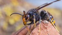 Asian hornet from Catalonia - portrait