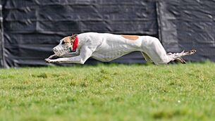 <p>Magical Titan, trained by Patrick Guilfoyle remains favourite for the Irish Cup, after the first day of coursing at Limerick Racecourse. Pic: Yvonne Harrington</p>