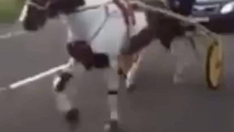 Sulky racing is unlawful on public roads that are open to traffic. Stock picture Sulky racing is unlawful on public roads that are open to traffic. Stock picture