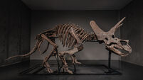 Triceratops Skeleton Auction