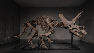 The triceratops skeleton is up for auction (Joopiter/AP)