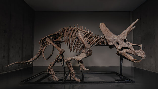 The triceratops skeleton is up for auction (Joopiter/AP)