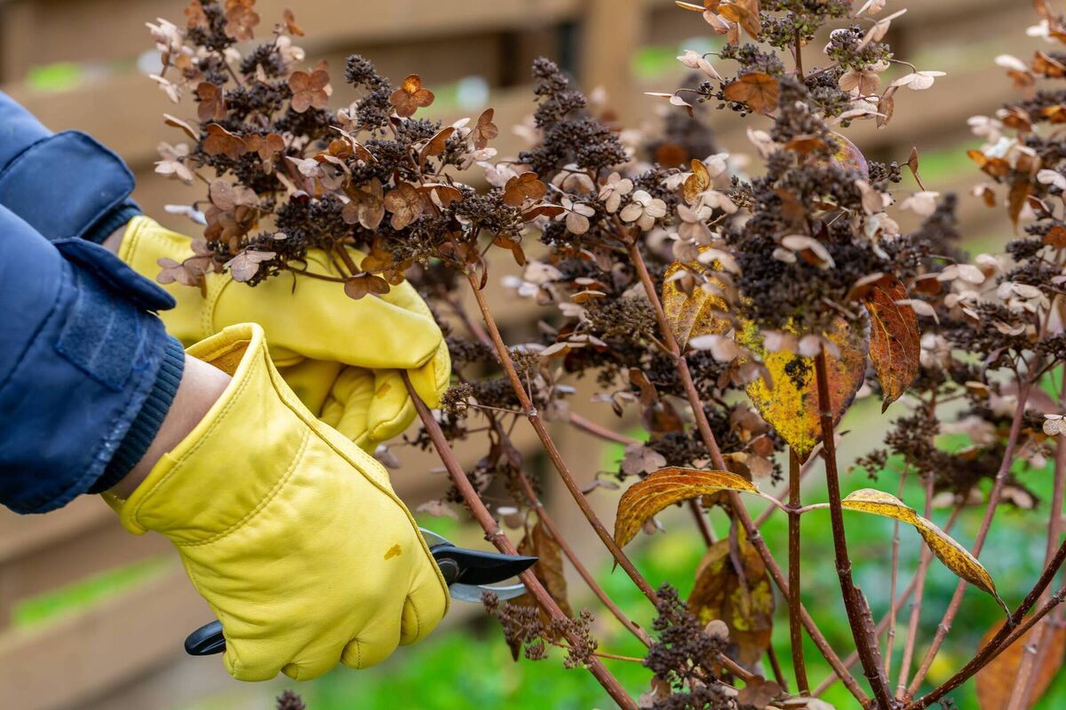 Now is the time to trim hydrangea bushes. File picture