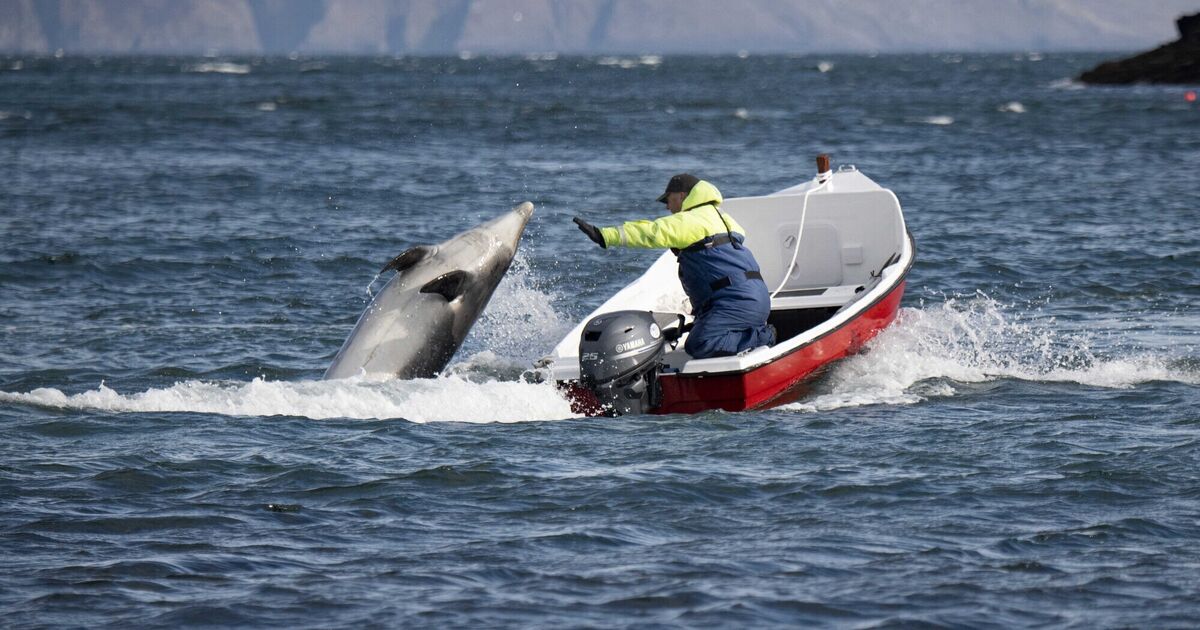 Wildlife protection code trialled for Cork and Kerry coasts