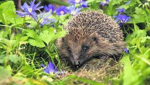 <p>During the day, hedgehogs doze in the safety of their nests. As dusk descends, they shuffle out, nosing through undergrowth and leaf litter, earnestly sniffing for food. Picture: iStock</p> <p>During the day, hedgehogs doze in the safety of their nests. As dusk descends, they shuffle out, nosing through undergrowth and leaf litter, earnestly sniffing for food. Picture: iStock</p>