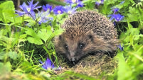 Hedgehog, wild, native, European hedgehog in natural garden habitat with green grass and blue anemone flowers.  Springtime.  Eng
