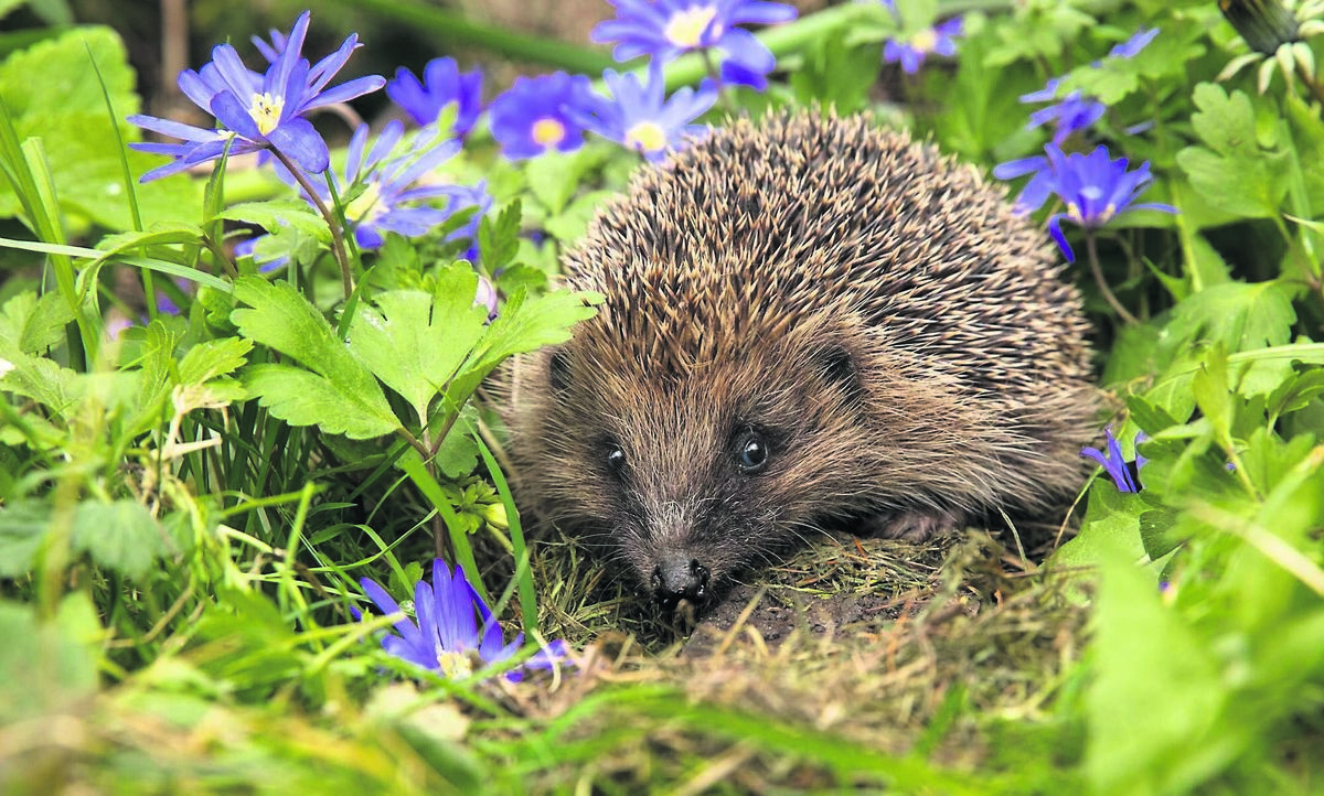 During the day, hedgehogs doze in the safety of their nests. As dusk descends, they shuffle out, nosing through undergrowth and leaf litter, earnestly sniffing for food. Picture: iStock