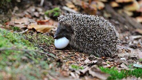 Slugs, worms, woodlice, beetles, and caterpillars  make for perfect protein rich food for hedgehogs. Birds’ eggs are something that hedgehogs have a taste for too, when they can get them.