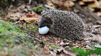 Country Diary Archive : Western European hedgehog