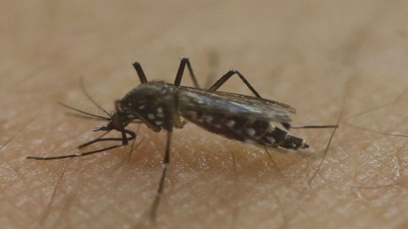 Global concern as Zika virus continues to spread Global concern as Zika virus continues to spread