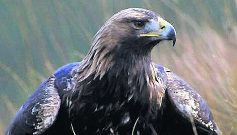 Golden eagles have been extinct in Ireland since 1912, apart from a single nest at Fair Head in 1960. As in England and Wales, shooting and poisoning are blamed for the demise. Picture: RSPB/PA.