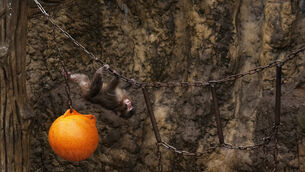 The baby monkey is a resident at Ichikawa City Zoo near Tokyo (Hiro Komae/AP)