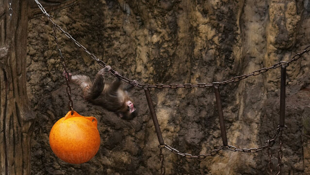 The baby monkey is a resident at Ichikawa City Zoo near Tokyo (Hiro Komae/AP)
