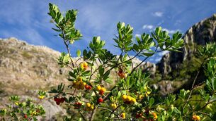 <p>Under EU law, sites of 'community importance for the Atlantic biogeographic region” include Peneda-Geres, Portugal’s only national park. File picture</p>