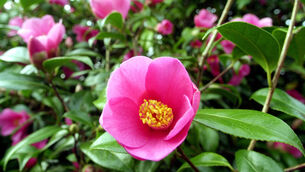 <p>A camelia in bloom in the lower garden at Lismore Castle. Picture: Denis Minihane</p>