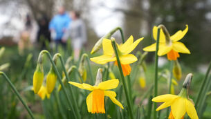 <p>The daffodils are in bloom but depending on who you ask, we are either well into spring, just starting it, or still technically in winter.</p>