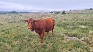 <p>Cow grazing in the Burren wearing the new solar-powered GPS collar.</p>