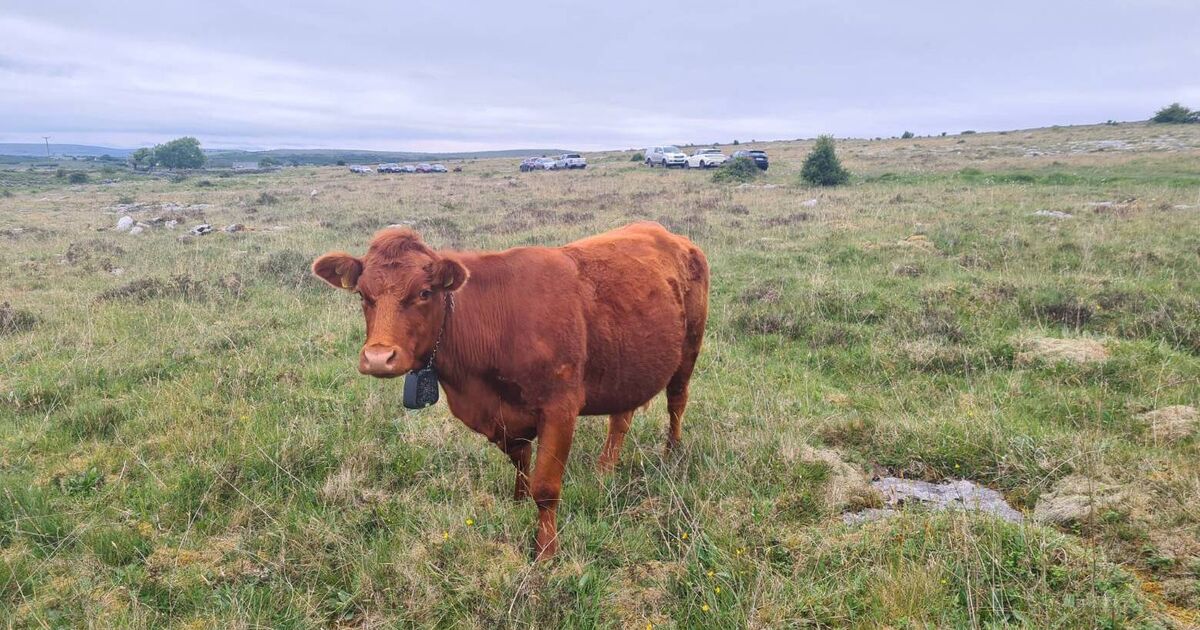 Burren farms adapting to virtual fences and solar-powered collars