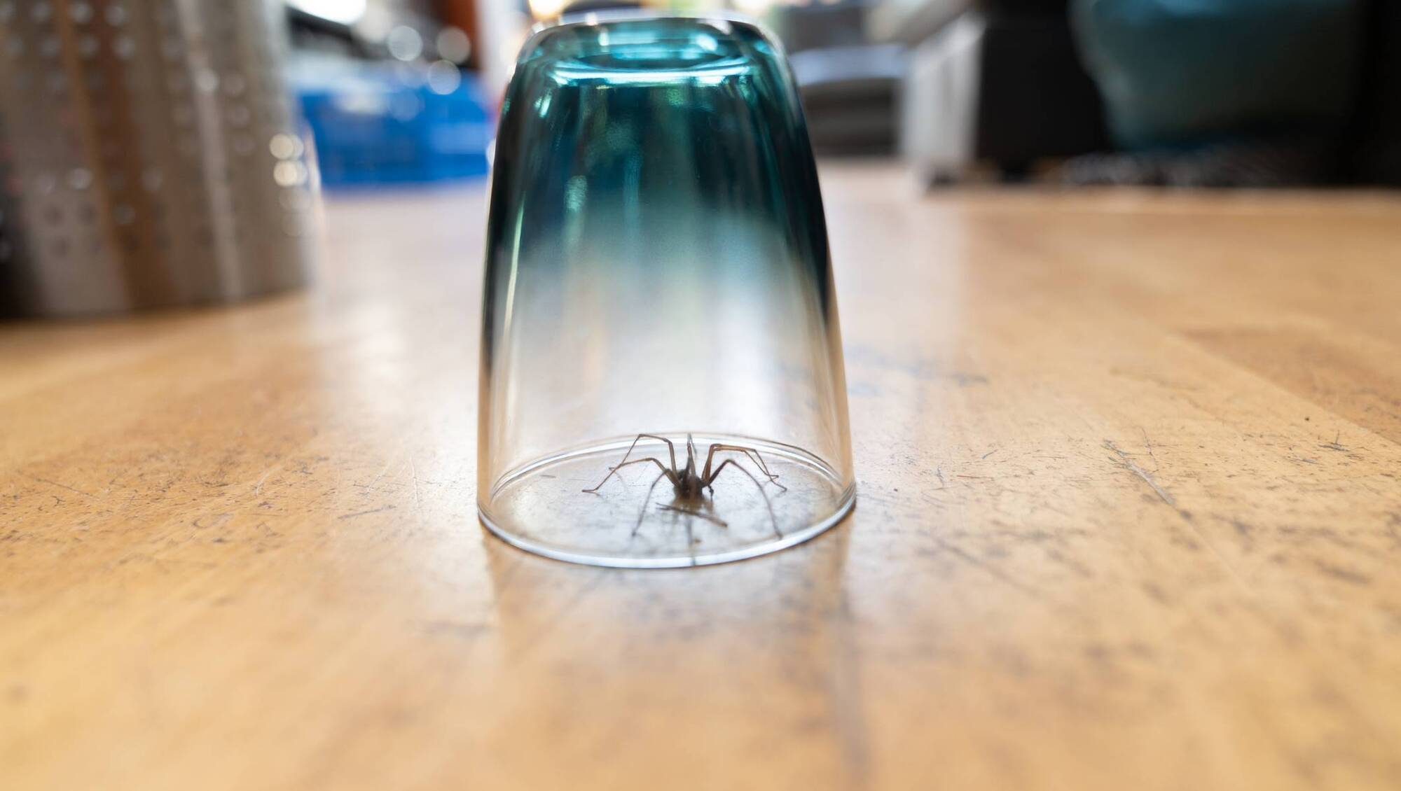 Suzanne Harrington: Terrifying spiders don't just happen to Australians 