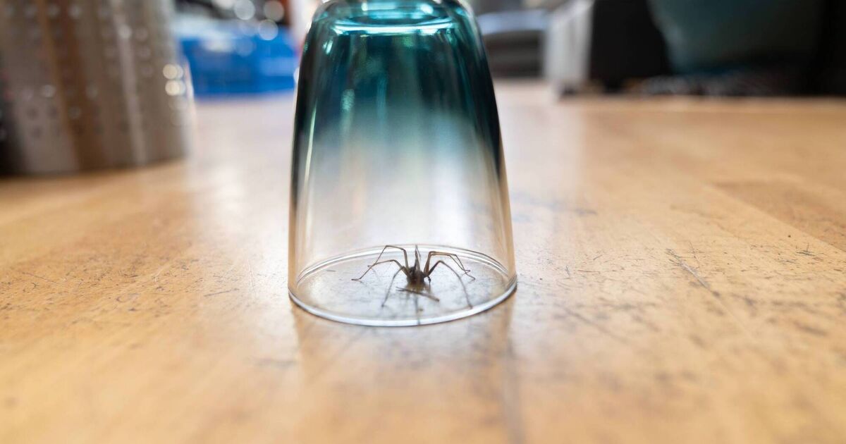 Suzanne Harrington: Terrifying spiders don't just happen to Australians 