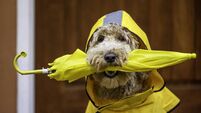 iStock-1463977418.jpg Rainy Day Goldendoodle Walk