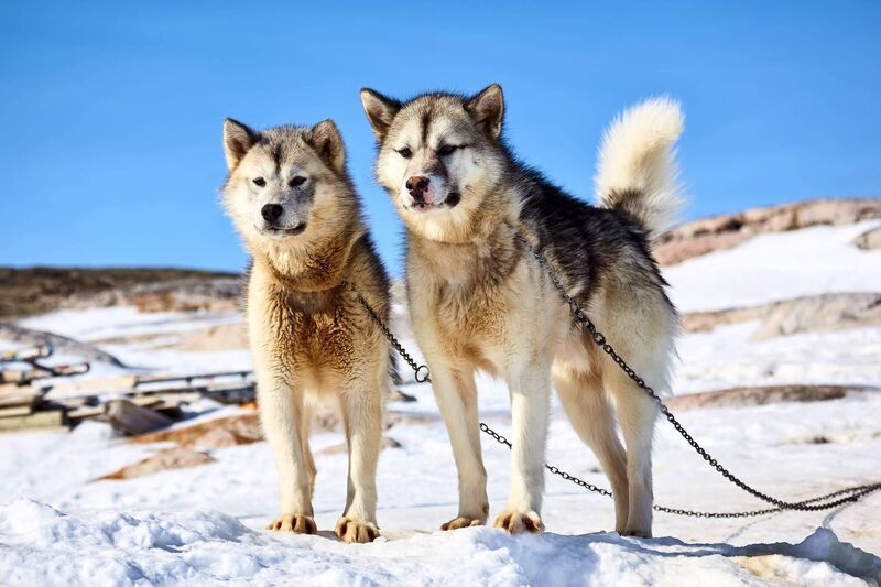 Greenland’s sled dogs are a protected wild species