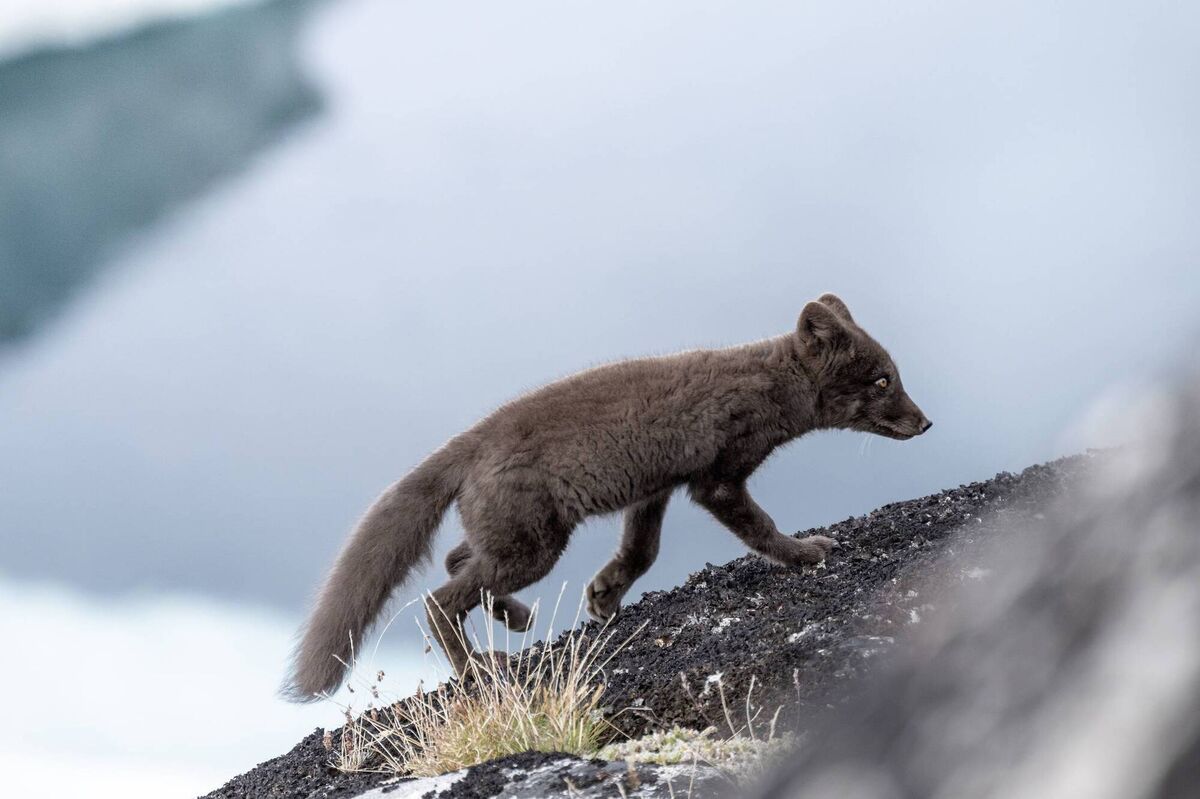 An occasional Arctic fox runs across the nearby hills and the beach, which is covered in snow.