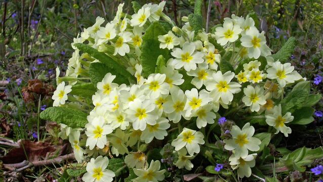 <p>The single-flowering primrose (Primula vulgaris) plant in spring woodland. File picture</p>