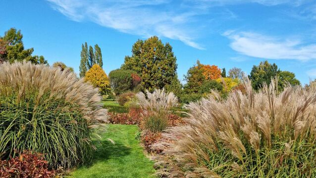 <p>Leaving grasses and perennials uncut over winter is not a mistake, it is good garden practice, writes Peter Dowdall. File picture</p>