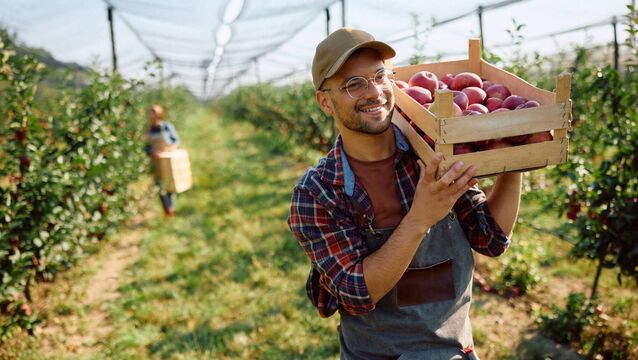 <p>Happy worker carrying picked apples in a crate while working in orchard.</p>