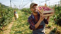 Young happy man working in orchard during autumn apple harvest.
