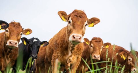 Beef Cows and Bulls grazing on grass