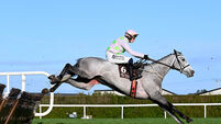 Lossiemouth will run in Champion Hurdle at Cheltenham Lossiemouth will run in Champion Hurdle at Cheltenham