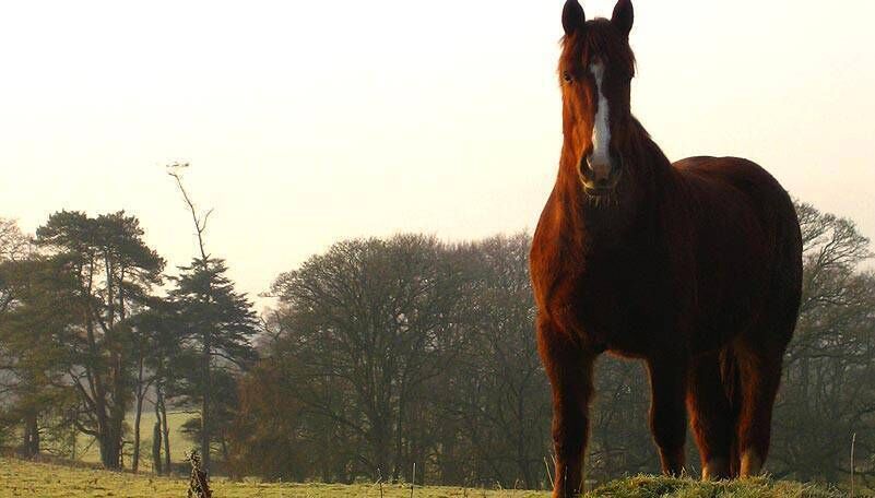 The Equestrian Centre at Castle Leslie Estate, Co Monaghan, just 80 minutes from Dublin Airport and 60 minutes from Belfast Airport. 