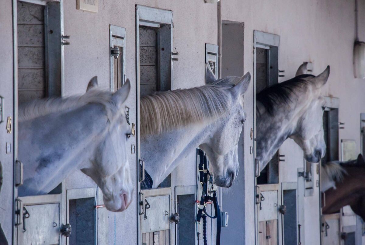 Explore the beautiful Irish countryside on horseback with  Castle Leslie Estate's  Equestrian Centre in County Monaghan.
