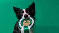 Tesco Bag for Life pup to A-list star - rescue collie hangs up his agility harness