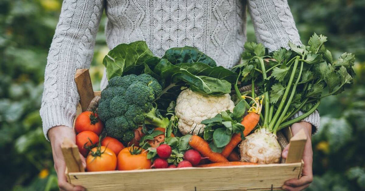 Cork farmer calls for 'matchmaking service' linking local food-growing enthusiasts to farmland