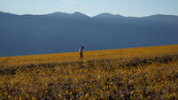 Death Valley Superbloom