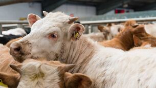 <p> Irish prices are now 17c/kg under the UK comparative.</p>