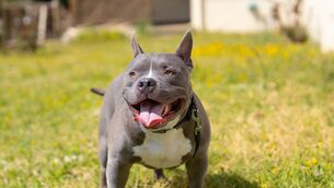 <p>The court heard that the American pit bull terrier  attacked the small cockapoo dog and picked it up and shook it. File picture: iStock</p>