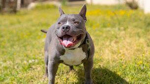 <p>The court heard that the American pit bull terrier  attacked the small cockapoo dog and picked it up and shook it. File picture: iStock</p>
