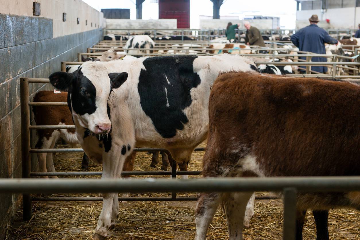 Cattle prices drive 29% increase in agricultural operating surplus